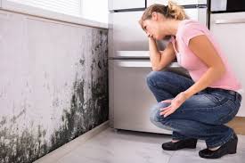 Why You Should Choose Our Mold Remediation Services in Fairmont City, IL